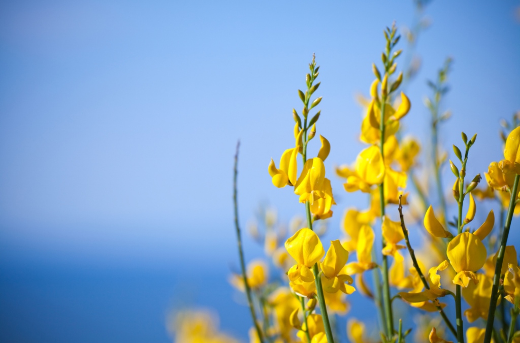 Putting the Squeeze on Spanish Broom American River Parkway Foundation