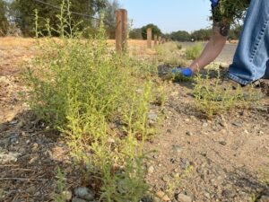 stinkwort weed growing along roadway, person pulling plant