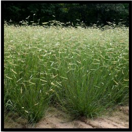 Gamma Grass