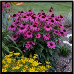 Purple Coneflower