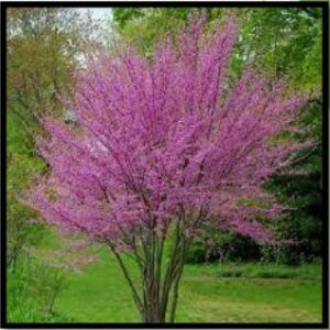 Western Redbud