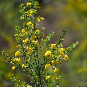 French Broom