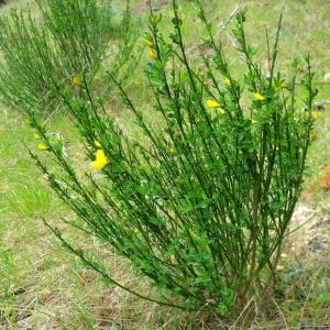 Scotch Broom