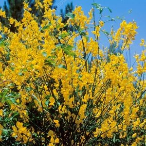 Spanish Broom