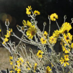 tarweed yellow flowers
