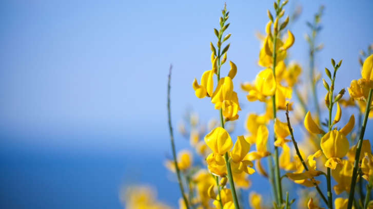 close up of yellow Spanish Broom flowers, blue sky in background