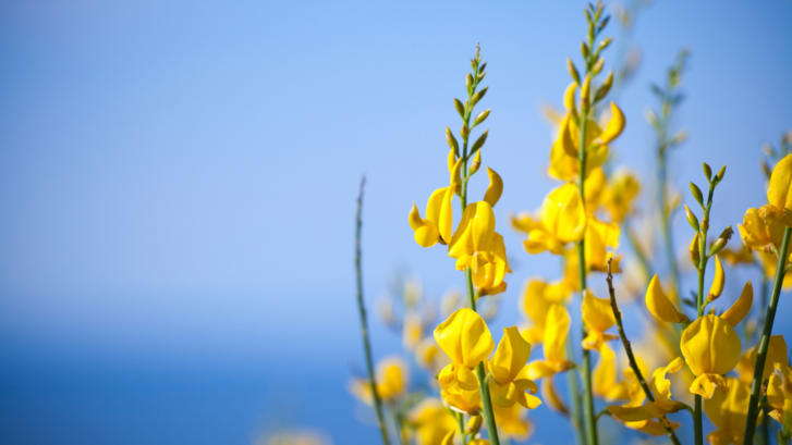 close up of yellow Spanish Broom flowers, blue sky in background